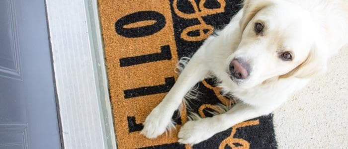  Adorable white dog sitting on a welcome mat in front of a door. 